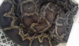 杨先生深圳最新爆料